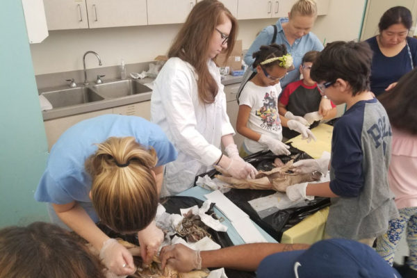 1-13-18-manifezt-foundation-pig-dissection-stem-workshop-at-southwest-regional-library-1 Pig Dissection STEM Workshop at Southwest Regional Library