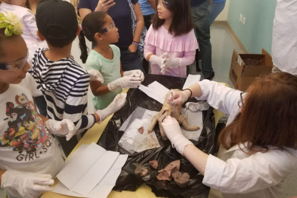 1-13-18-manifezt-foundation-pig-dissection-stem-workshop-at-southwest-regional-library-13 Pig Dissection STEM Workshop at Southwest Regional Library