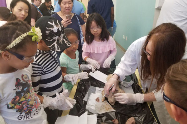 1-13-18-manifezt-foundation-pig-dissection-stem-workshop-at-southwest-regional-library-16 Pig Dissection STEM Workshop at Southwest Regional Library