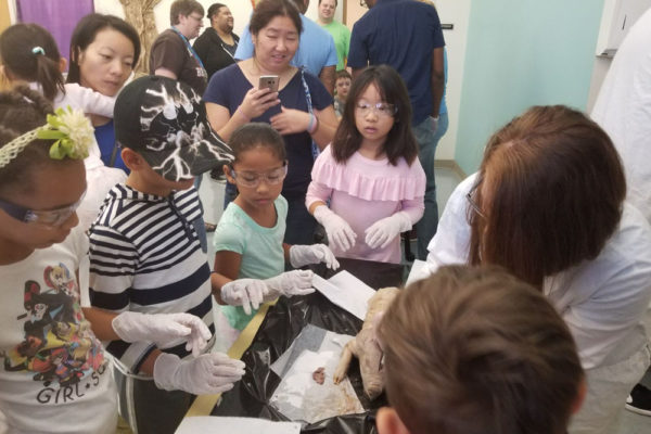 1-13-18-manifezt-foundation-pig-dissection-stem-workshop-at-southwest-regional-library-17 Pig Dissection STEM Workshop at Southwest Regional Library