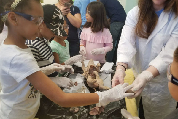 1-13-18-manifezt-foundation-pig-dissection-stem-workshop-at-southwest-regional-library-18 Pig Dissection STEM Workshop at Southwest Regional Library