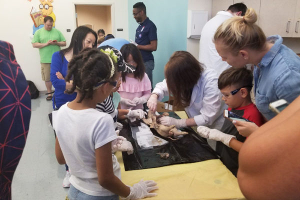 1-13-18-manifezt-foundation-pig-dissection-stem-workshop-at-southwest-regional-library-19 Pig Dissection STEM Workshop at Southwest Regional Library