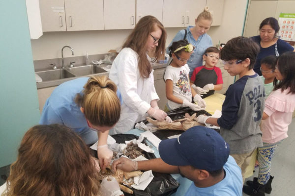 1-13-18-manifezt-foundation-pig-dissection-stem-workshop-at-southwest-regional-library-2 Pig Dissection STEM Workshop at Southwest Regional Library