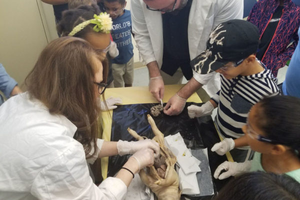 1-13-18-manifezt-foundation-pig-dissection-stem-workshop-at-southwest-regional-library-21 Pig Dissection STEM Workshop at Southwest Regional Library