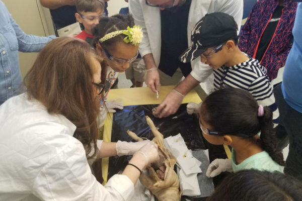 1-13-18-manifezt-foundation-pig-dissection-stem-workshop-at-southwest-regional-library-22 Pig Dissection STEM Workshop at Southwest Regional Library