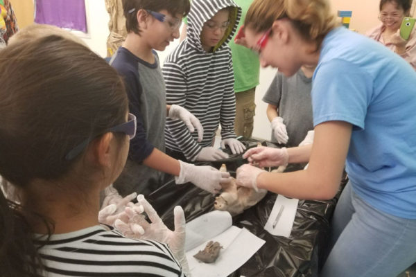 1-13-18-manifezt-foundation-pig-dissection-stem-workshop-at-southwest-regional-library-23 Pig Dissection STEM Workshop at Southwest Regional Library