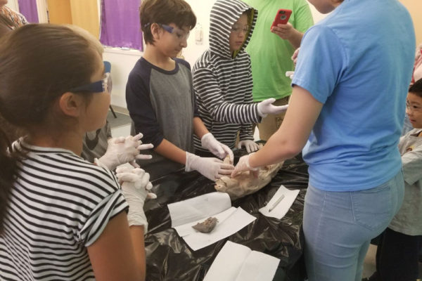 1-13-18-manifezt-foundation-pig-dissection-stem-workshop-at-southwest-regional-library-24 Pig Dissection STEM Workshop at Southwest Regional Library