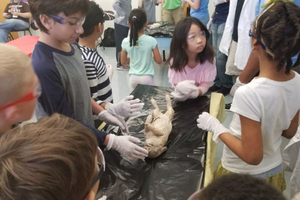 1-13-18-manifezt-foundation-pig-dissection-stem-workshop-at-southwest-regional-library-25 Pig Dissection STEM Workshop at Southwest Regional Library