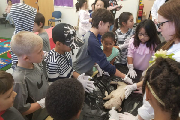 1-13-18-manifezt-foundation-pig-dissection-stem-workshop-at-southwest-regional-library-26 Pig Dissection STEM Workshop at Southwest Regional Library