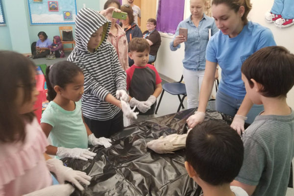 1-13-18-manifezt-foundation-pig-dissection-stem-workshop-at-southwest-regional-library-31 Pig Dissection STEM Workshop at Southwest Regional Library