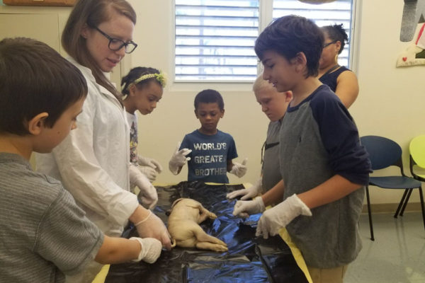 1-13-18-manifezt-foundation-pig-dissection-stem-workshop-at-southwest-regional-library-33 Pig Dissection STEM Workshop at Southwest Regional Library