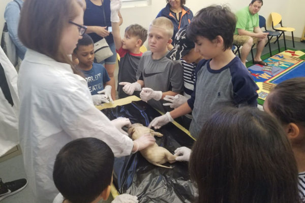 1-13-18-manifezt-foundation-pig-dissection-stem-workshop-at-southwest-regional-library-34 Pig Dissection STEM Workshop at Southwest Regional Library