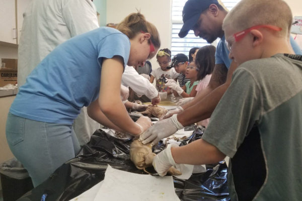 1-13-18-manifezt-foundation-pig-dissection-stem-workshop-at-southwest-regional-library-6 Pig Dissection STEM Workshop at Southwest Regional Library