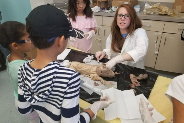 1-13-18-manifezt-foundation-pig-dissection-stem-workshop-at-southwest-regional-library-8 Pig Dissection STEM Workshop at Southwest Regional Library