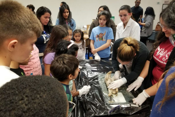 1-27-18-science-in-the-city-dissections-workshop-at-miami-lakes-library-16 Exploring Parallels Between Animal and Human Anatomy STEM Workshop at Miami Lakes Library